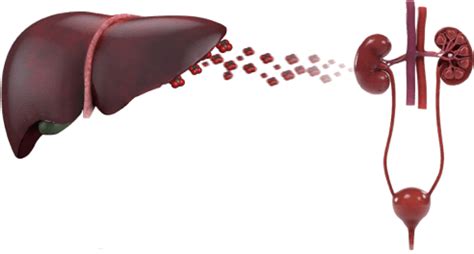 aboutph1|PH1: A Metabolic Kidney Stone Disease .